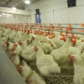 Poultry Equipment for Broiler/Layer /Breeder Chickens